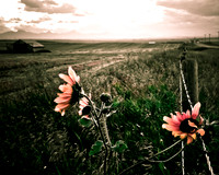 Landscapes